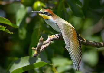 Young european bee eater open wing  sits on the branch close up photo