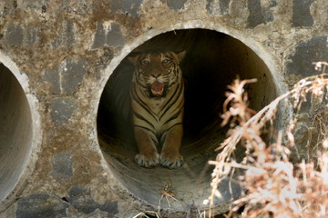 Female tiger, Panthera tigeris, Kanha National Park, Madhya Pradesh, India 