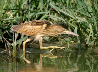 Young little bittern with open crest hunting on the water. Close up scene in soft evening light.