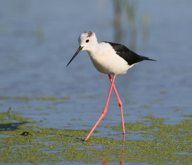 Close up portrait of black winged stilt wit red legs.