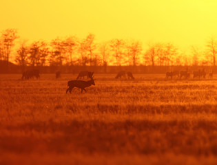 Herd of European deer in red evening backlight