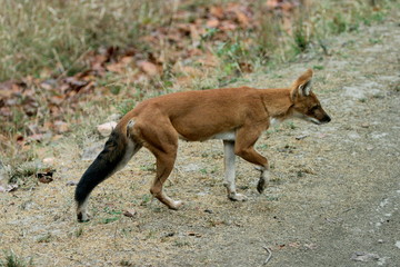 Indian wild dog or Dhol, Cuon alpinus, Kanha National Park, Madhya Pradesh, India 