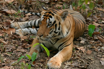 Male tiger, Panthera tigris, Kanha National Park, Madhya Pradesh, India 