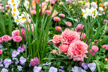 Beautiful spring flowerbed with ranunculus, pansies and narcissus