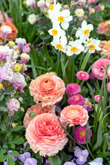 Beautiful spring flowerbed with ranunculus, pansies and narcissus