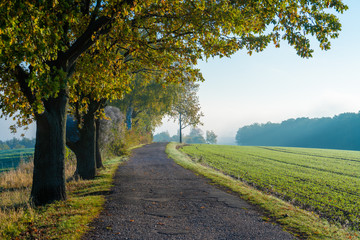 Tree in a meadow on a foggy morning