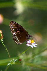 Common Crow Butterfly, Kanha Madhya Pradesh, India