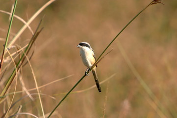 Long tailed Shirke (Lanius schach), Kanha Madhya Pradesh, India