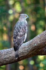 Changeable Hawk Eagle (Spizaetus cirrhatus), Kanha Madhya Pradesh, India