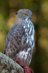 Changeable Hawk Eagle (Spizaetus cirrhatus), Kanha Madhya Pradesh, India