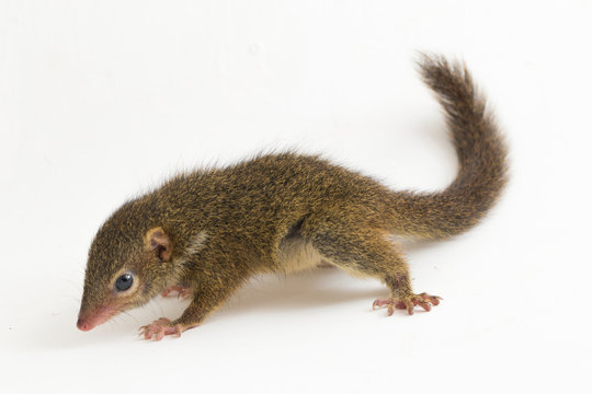 Horsfield's treeshrew (Tupaia javanica), also called Javan treeshrew, is a treeshrew species within the Tupaiidae. isolated on white background