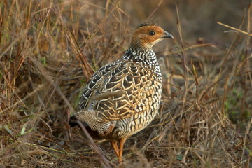 Painted Francolin, Francolinus pictus, Kanha National park, Madhya Pradesh, India. 