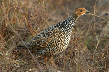 Painted Francolin, Francolinus pictus, Kanha National park, Madhya Pradesh, India. 