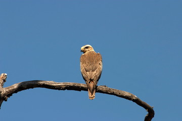White-eyed Buzzard, Butastur teesa, Kanha National park, Madhya Pradesh, India