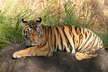 Tiger Cub, Panthera Tigris, Kanha National park, Madhya Pradesh, India. 