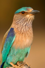 Indian Roller, Blue Jay, Coracias benghalensis, Kanha National park, Madhya Pradesh, India. 