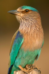 Indian Roller, Blue Jay, Coracias benghalensis, Kanha National park, Madhya Pradesh, India. 