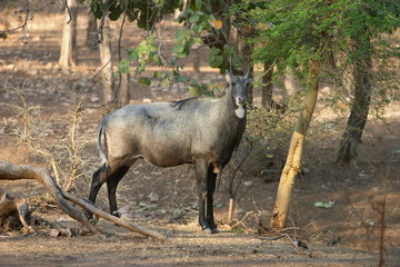 Nilgai, Boselaphus tragocamelus, Ranthambore National park, Rajasthan, India.