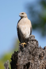 Shikra female, Accipiter badius, Kanha National park, Madhya Pradesh, India.
