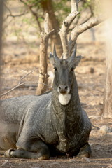 Nilgai, Boselaphus tragocamelus, Ranthambore National park, Rajasthan, India
