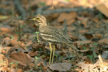 Eurasian Thick-knee, Burhinus oedicnemus, Bandhavgarh National park, Madhya Pradesh, India.