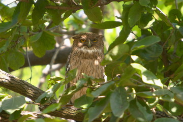 Brown fish owl, Bubo zeylonensis, Bandhavgarh National park, Madhya Pradesh, India.