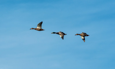 Ducks flying over the Valmayor reservoir. El Escorial, Madrid, Spain.