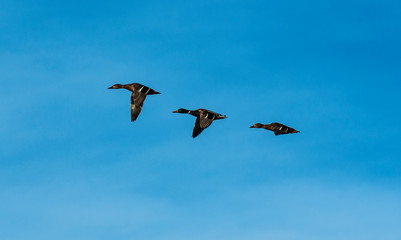 Ducks flying over the Valmayor reservoir. El Escorial, Madrid, Spain.