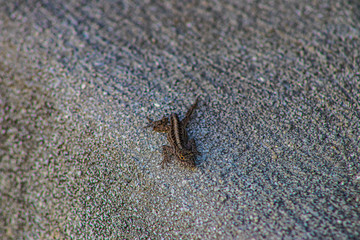 lizard on rock