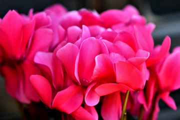 Naklejka premium シクラメン