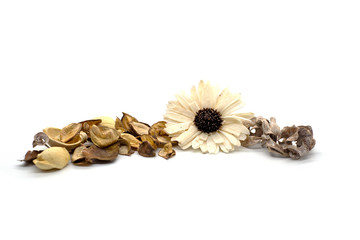 Dried decorative flowers on a white background