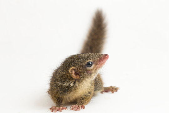 Horsfield's treeshrew (Tupaia javanica), also called Javan treeshrew, is a treeshrew species within the Tupaiidae. isolated on white background
