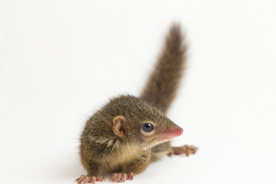 Horsfield's treeshrew (Tupaia javanica), also called Javan treeshrew, is a treeshrew species within the Tupaiidae. isolated on white background