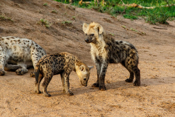 Naklejka na ściany i meble Hyena pup playing at the den in Sabi Sands Game Reserve in the Greater Kruger Region in South Africa