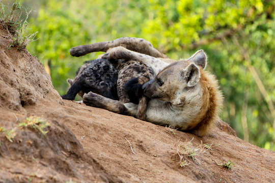 Hyena mother and pups at Sunrise at the den in Sabi Sands Game Reserve in the Greater Kruger Region in South Africa