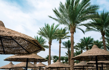tall palm trees and wicker beach umbrellas in Egypt