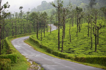 Tea plantation, Anamalai, Tamilnadu, India,