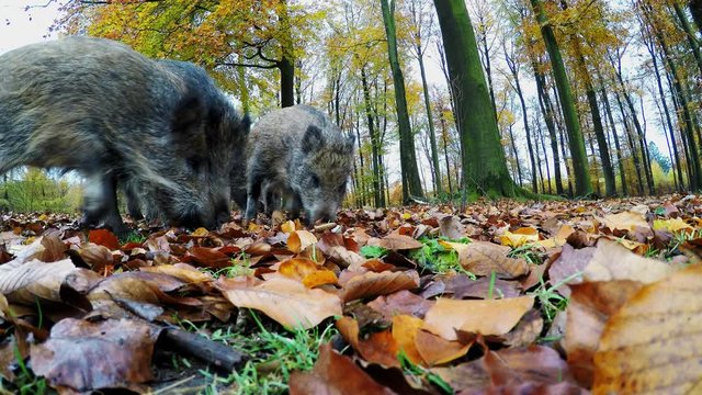 Wild boar search feed on the forest floor, wide angle lens, autumn, (sus scrofa), gopro, germany