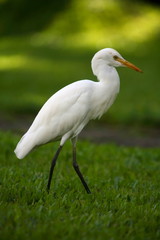 Obraz premium Cattle Egret, Bubulcus ibis 