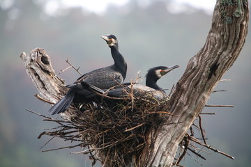 Juvenile Great Cormorant, Phalacrocorax carbo, at Periyar, Kerela 