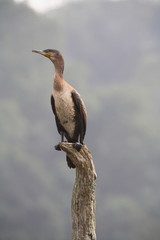 Juvenile Great Cormorant, Phalacrocorax carbo, at Periyar, Kerela 