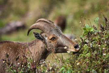 Nilgiri Thar, Hemitragas hylocres, at Eravikolum National Park, Kerala 