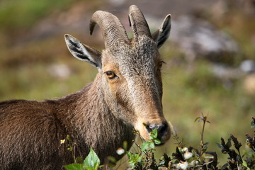 Nilgiri Thar, Hemitragas hylocres, at Eravikolum National Park, Kerala
