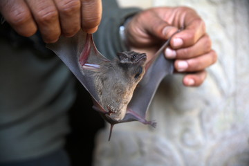 Tomb bat in the cave of Fort Bandhavgarh, Madya Pradesh, India.