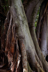 old palm tree, lissabon, portugal