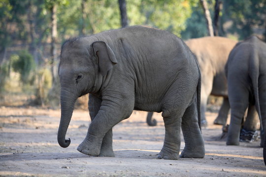 Young elephant, Elephas maximus, at Bandhavgarh National Park, Madya Pradesh, India.

