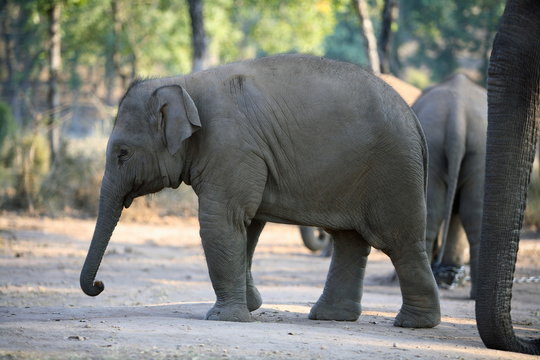 Young elephant, Elephas maximus, at Bandhavgarh National Park, Madya Pradesh, India.