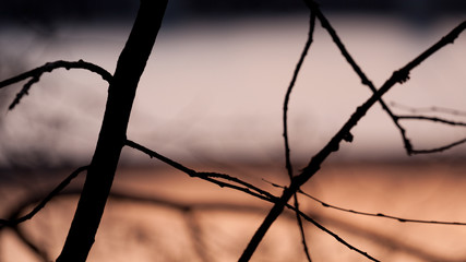 Background with a frozen lake in the background and branches in the foreground