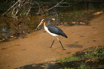 lesser adjutant, Leptoptilos javanicus, at Bandhavgad, Madhya Pradesh, India.