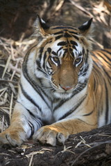 A Tigers, Panthera tigris, resting on the rock at Bandhavgad, Madhya Pradesh, India.

